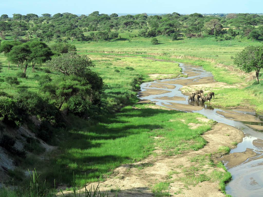 Elephants Crossing the Tarangire River, Taranrige National Park