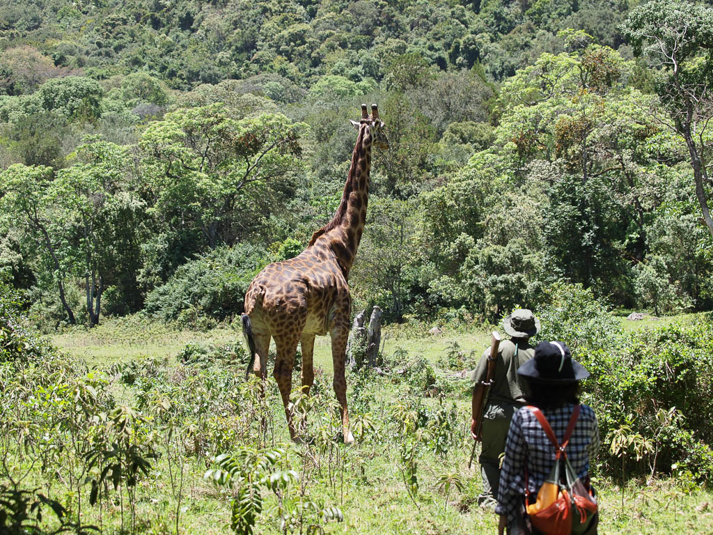 Guided Walk, Serengeti
