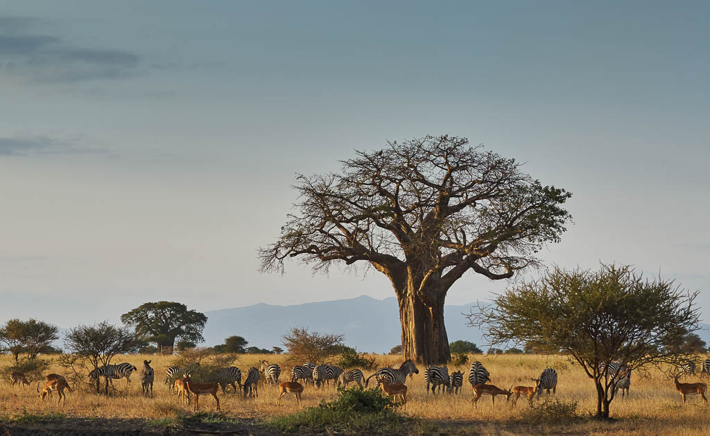 Landscape of an african park with baobab, zebras and impala