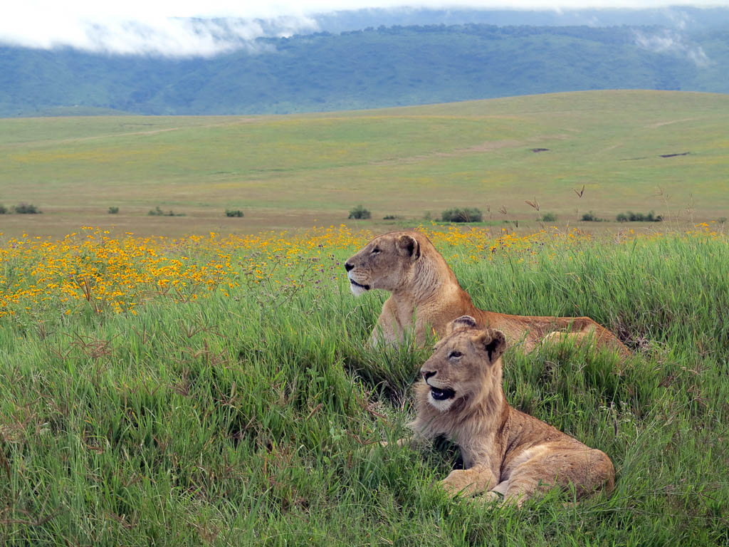 Ngorogoro Crater, Lioness with Cub