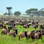 Great Wildebeest Migration, Serengeti
