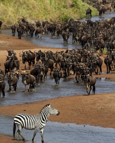 Wildebeest Migration, Serengeti