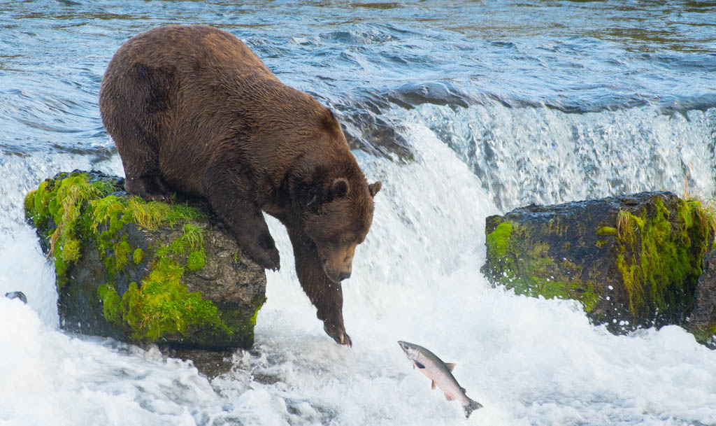 Alaskan Brown Bear Catching Salmon