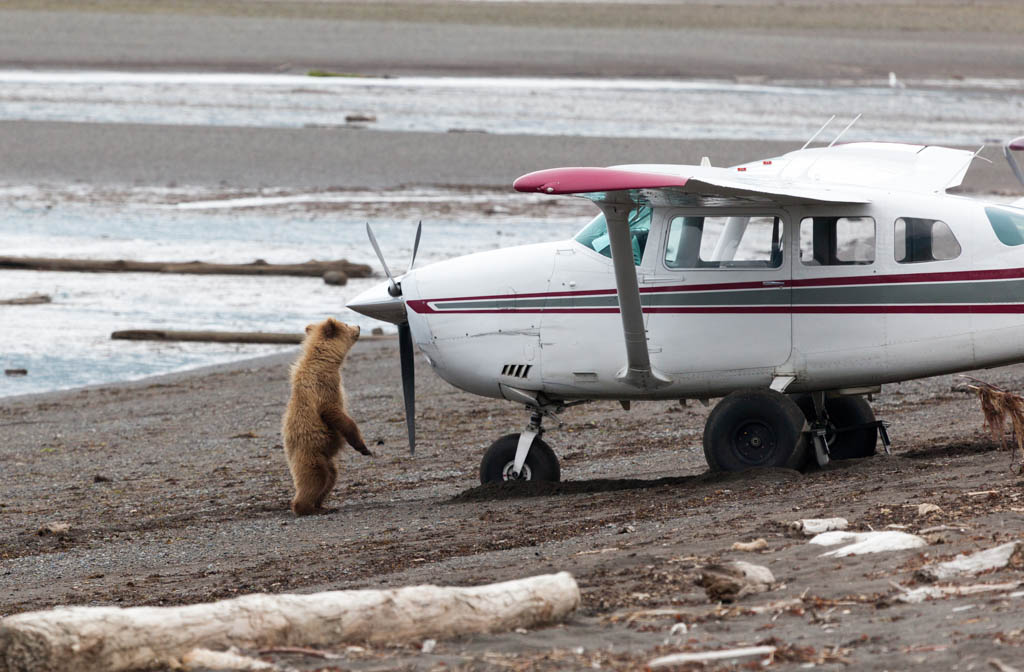 A yearling brown bear cub stands on hind legs looking at the propeller of a small plane parked on Hallo Bay, Katmai Peninsula, Alaska.