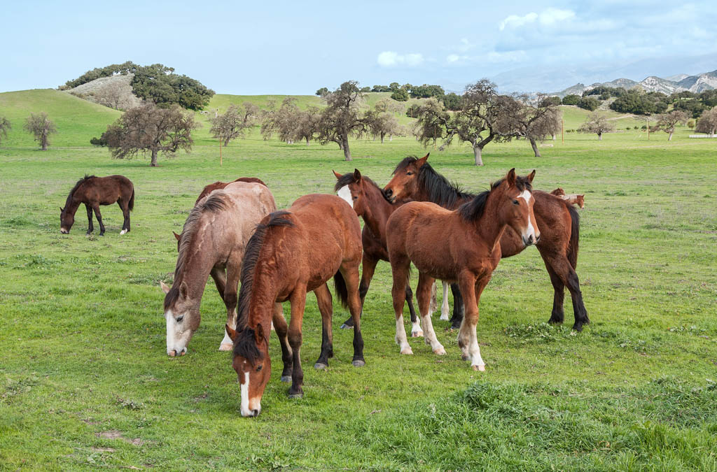 Horses grazing on grass on a ranch in Santa Ynez, California.