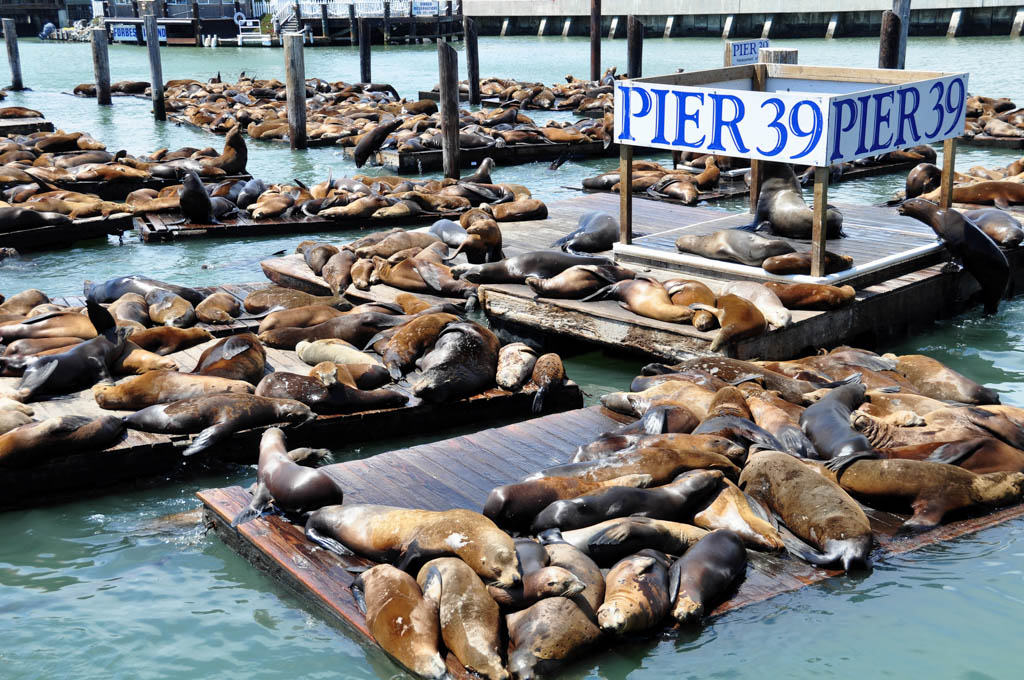 Sea lions bask in the sun at Pier 39 in San Francisco.