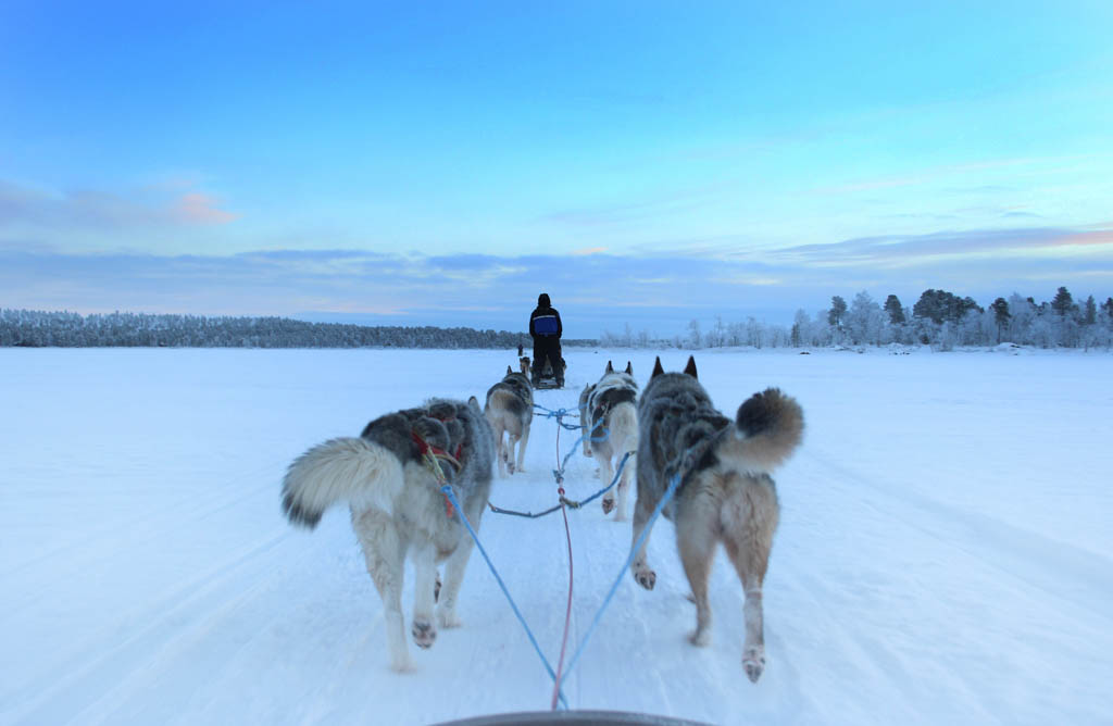 A husky sleigh ride in Finland, Nellim, on a frozen lake.