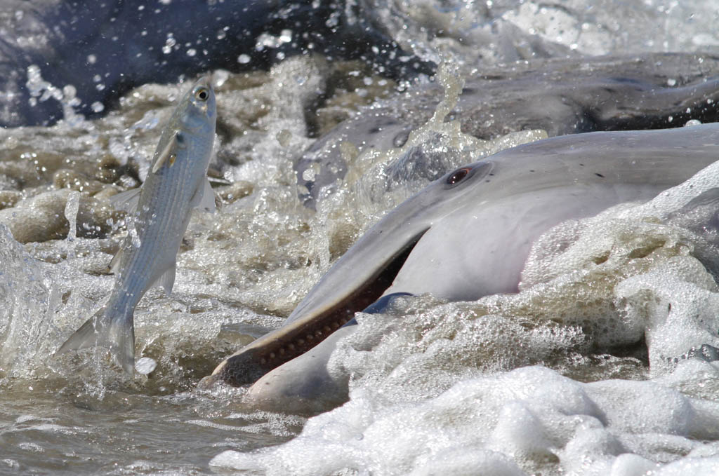 Dolphins Strand Feeding, Kiawah Island