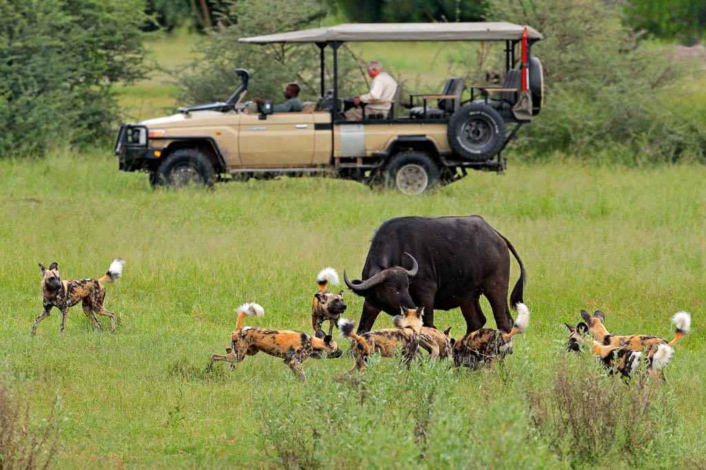 africa safari game