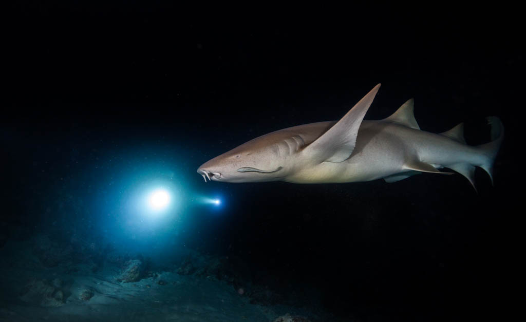 Bonnethead shark hunting at night, scuba divers with torches on background