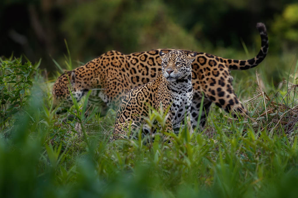 Jaguars, Belize
