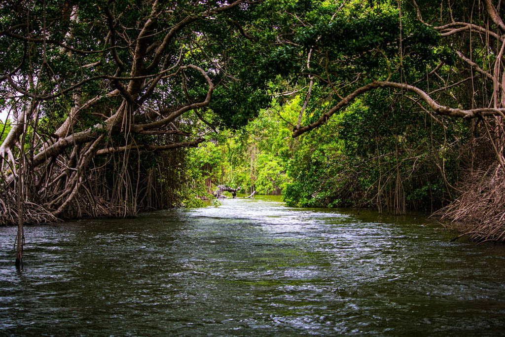 Mangrove Trees, Belize