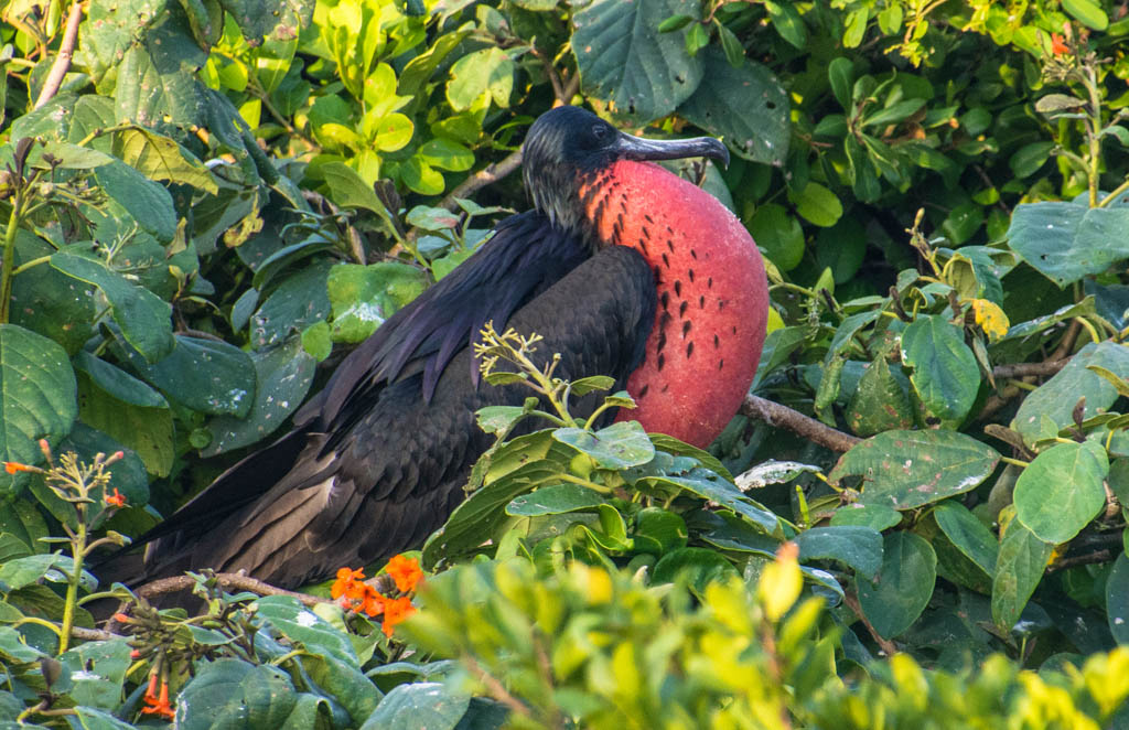 The male magnificent frigate bird has entirely black plumage, and purple on the upper wings and back, and possesses a bare patch of skin on the lower neck, known as the gular sac. This sac can be inflated into a bright red balloon-like organ, which is used to attract females during courtship