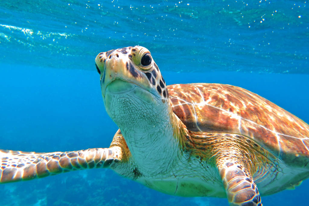 Sea Turtle, Belize Coral Reef