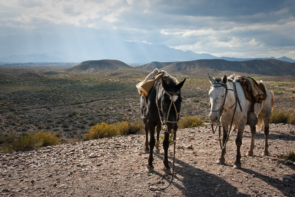 Horses in the Andes
