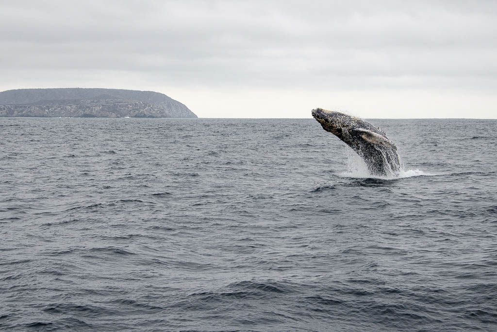 Humpback whale breaching with a back flip near Isla de la Plata, off the coast of Puerto Lopez, Ecuador.