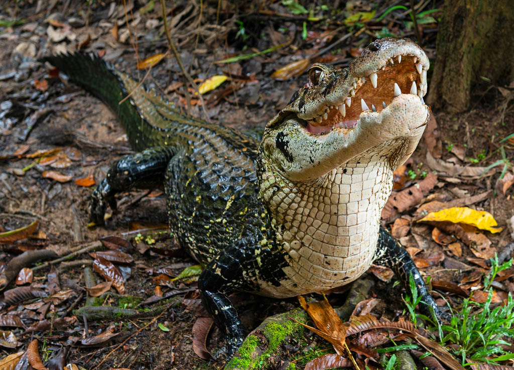 A black caiman (Melanosuchus niger) with open mouth and jaw in the Amazon River Rainforest Basin of Ecuador inside the Yasuni National Park, South America.