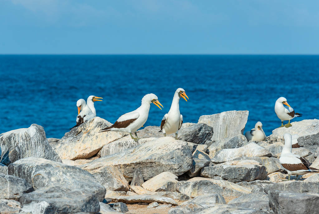 A group of adult Nazca Boobies (Sula Granti) with one chick on a cliff of Espanola Island, Galapagos national park, Ecuador.