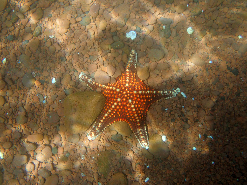 Star fish skeleton lying on the floor of the cove at Rábida Island, Galápagos, Ecuador.