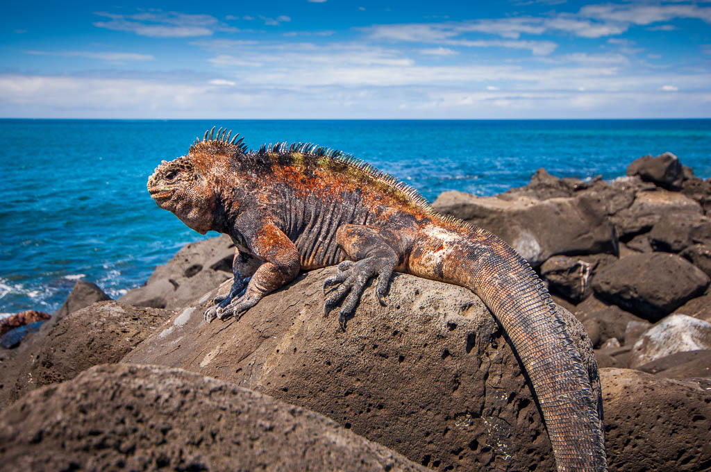 A beautiful marine iguana is standing still on the rocks enjoying the sun bath at San Cristobal in the Galapagos Islands Ecuador.