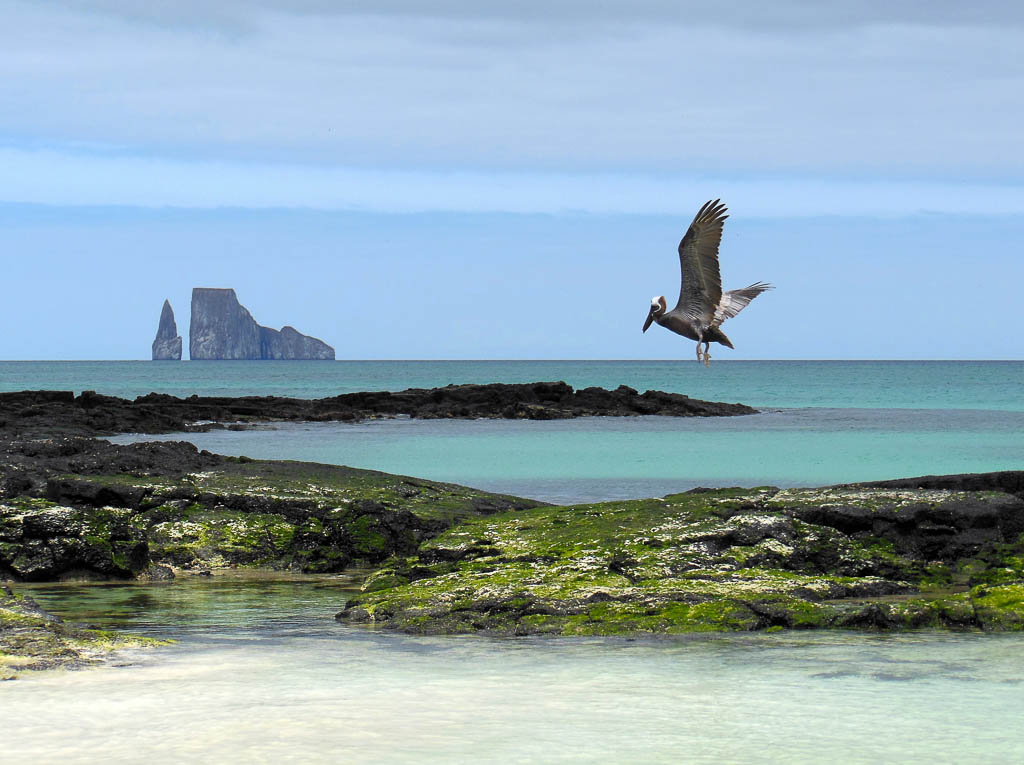 View of Pacific Pelican in flight off the coast of San Cristobal Island, Galapagos, Ecuador.