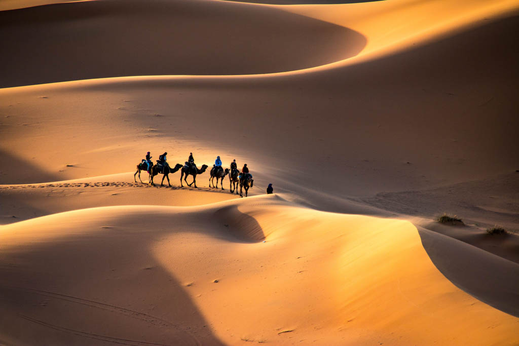 Camel Caravan, Erg Chebbi Dunes, Morocco