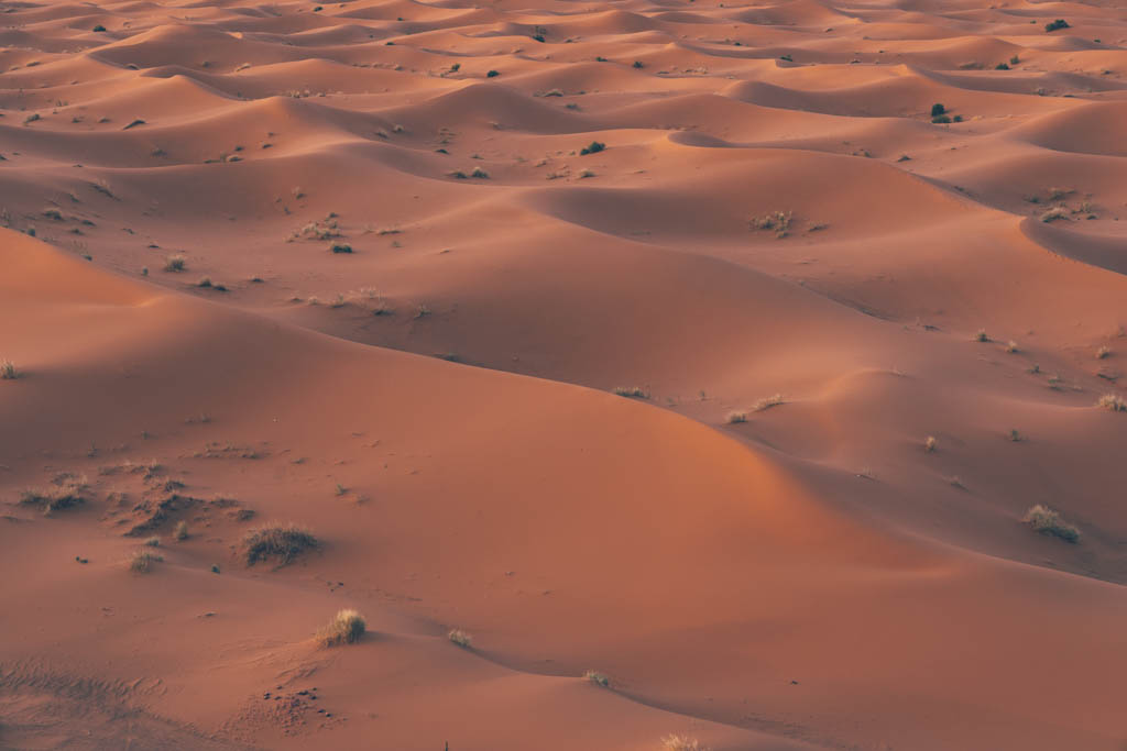 Sunrise in Merzouga desert. Orange dunes stretching into the distance.