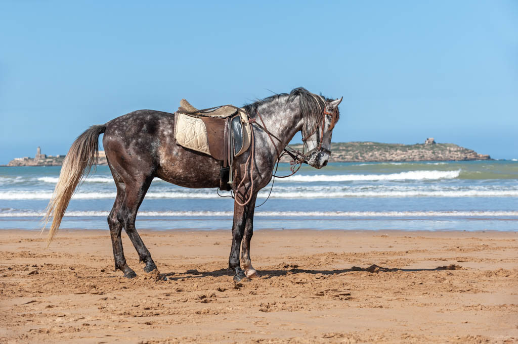 Grey Horse in Oualidia