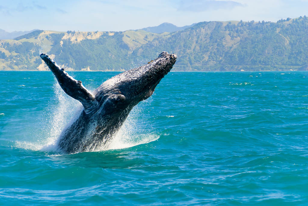 Humpback Whale, Kaikoura