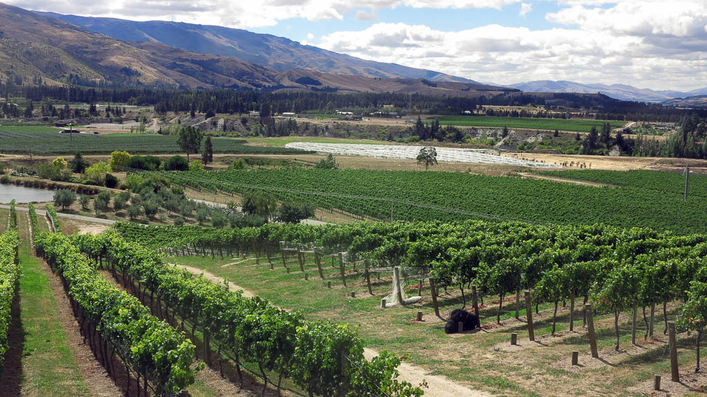 Vineyards, Central Otago