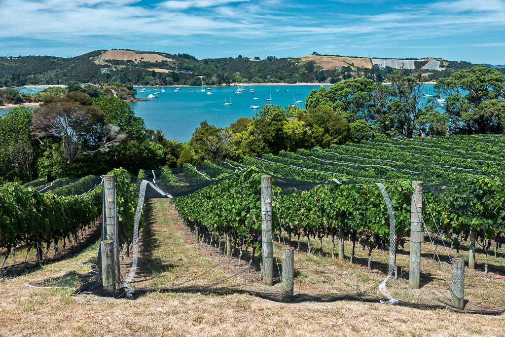 Waiheke Island vineyard and winery. The netting protects the vines from birds who eat and destroy the grapes. The vineyard overlooks a turquoise blue bay.