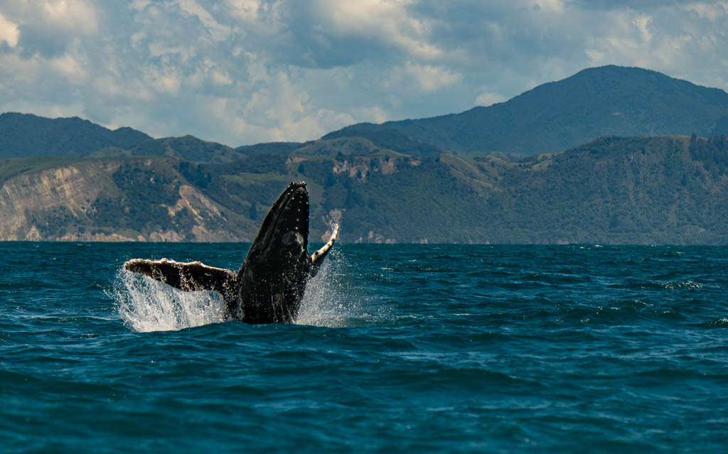 A Humpback Whale Breaching off the Coast of Kaikoura New Zealand