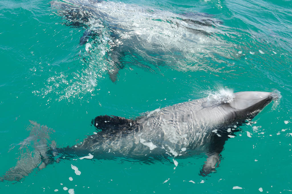 The smallest of the Dolphin family the Hector's Dolphin swims off the coast of the South Island of New Zealand