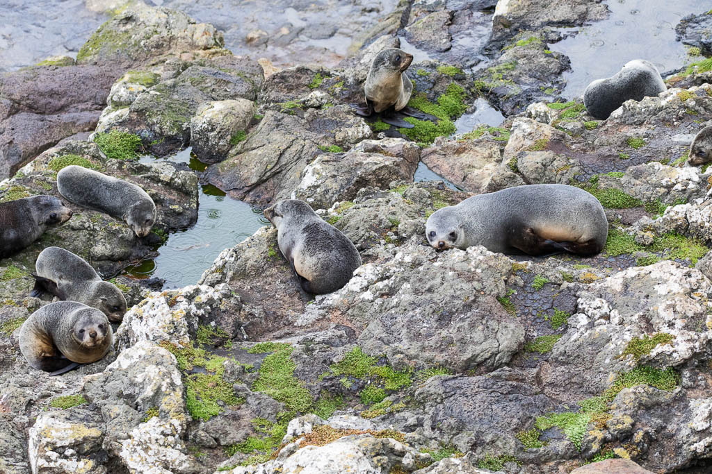 A group of young New Zealand fur seal (Arctocephalus forsteri) on a rock platform in the wild at Otago Peninsula