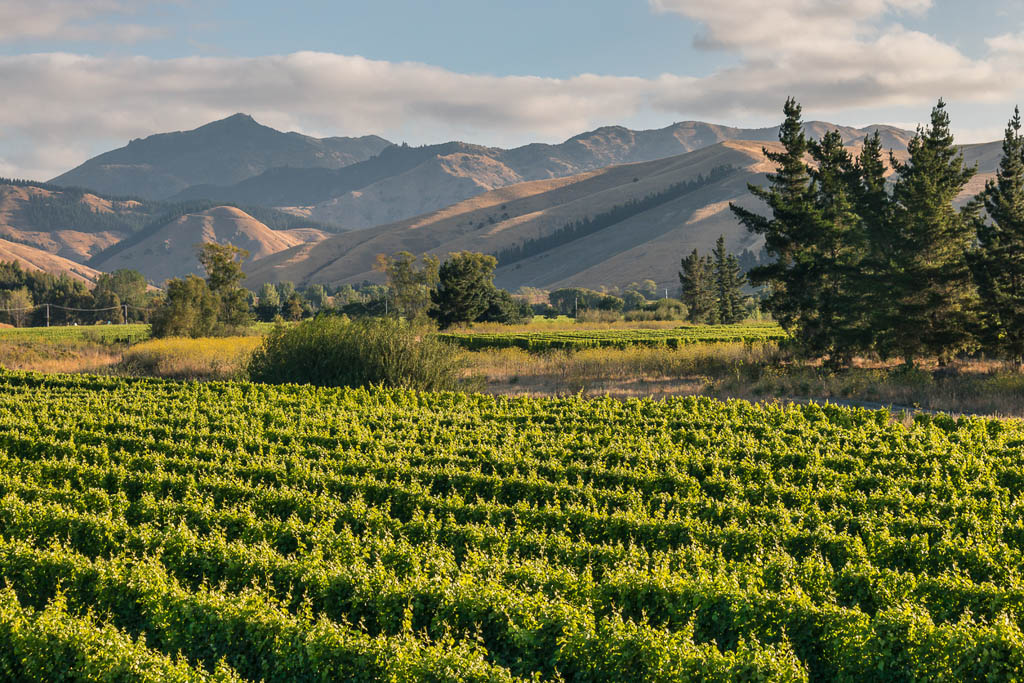 Wither Hills in Marlborough region in New Zealand with vineyard at sunset
