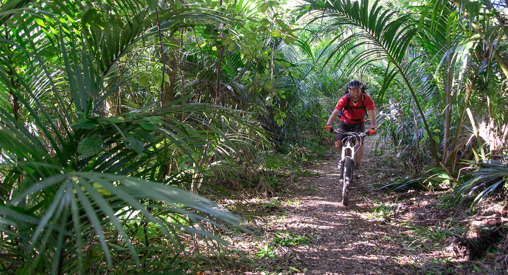 A cyclist rides through the dark rainforest on the Heaphy Track, South Island, New Zealand