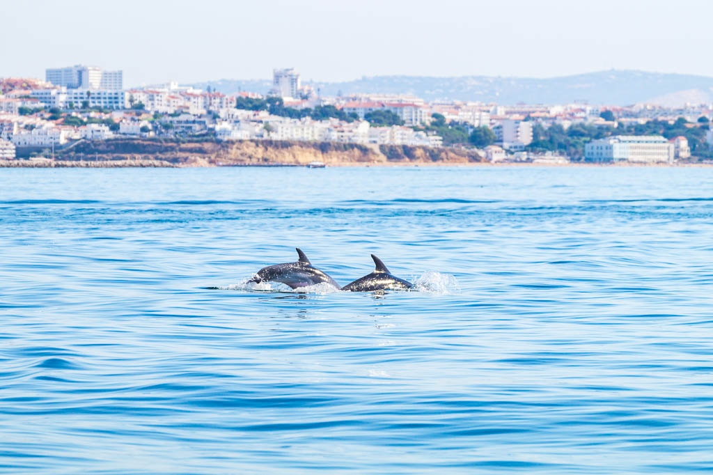 Dolphins swimming on the surface, photographed from experience boat on the coast of Albufeira, Algarve Portugal.