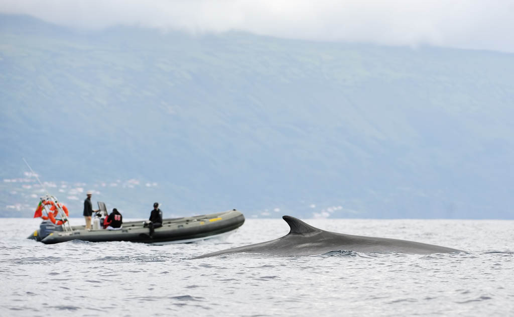 an expedition team on a rubber boat spotting a young blue whale at pico / the azores