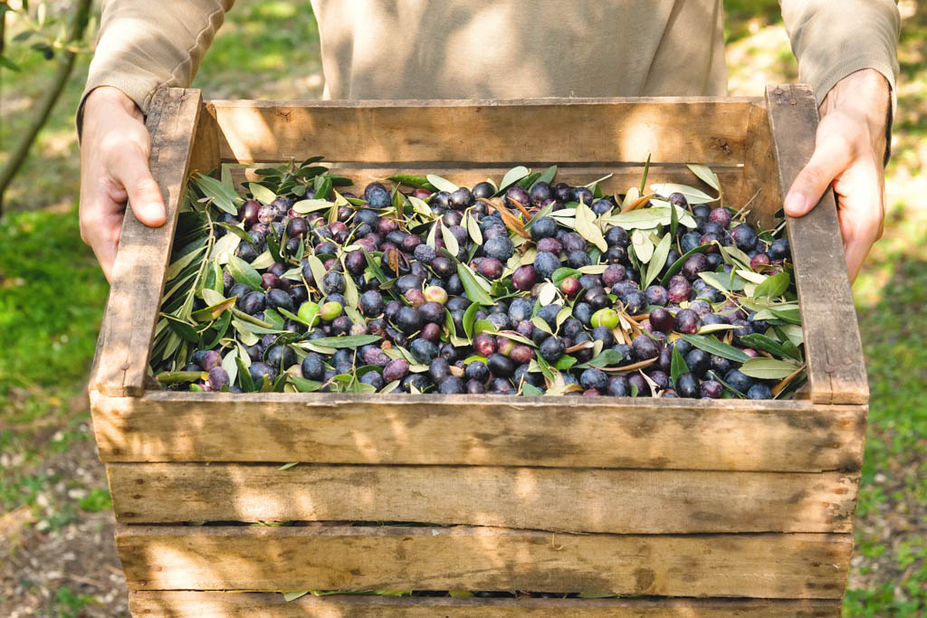 Harvesting olives on olive farm