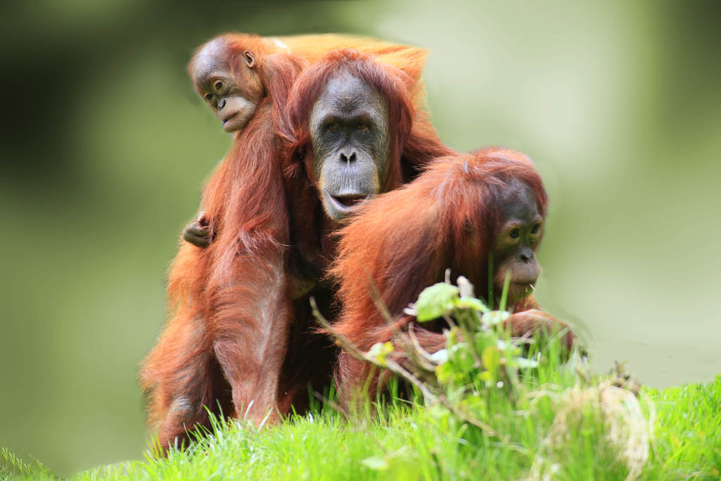 orangutan tour sumatra