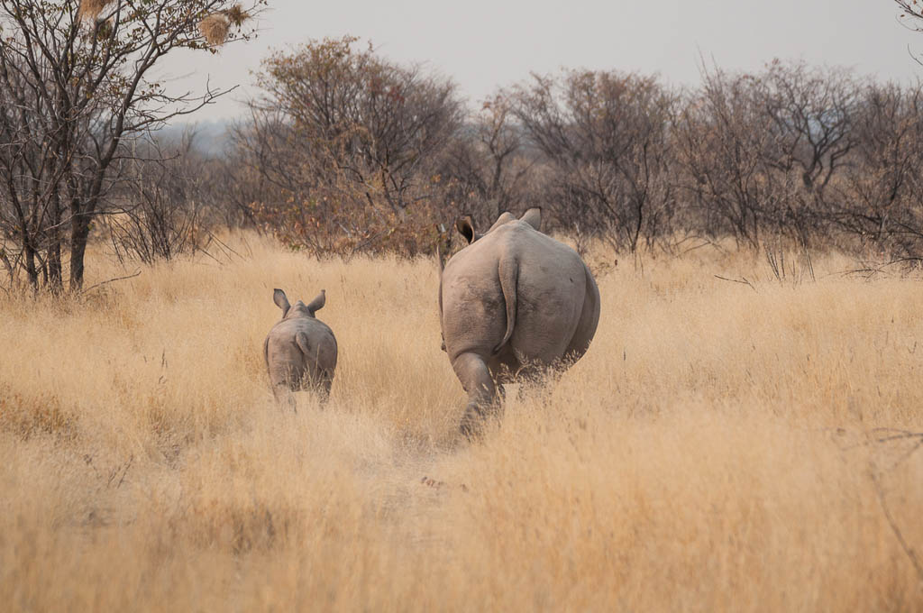 Female of white rhinoceros walking with her cub on the yellow grass in Ongava natural reserve (Namibia)