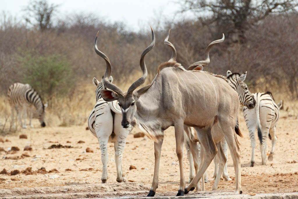 Kudu drinking from waterhole, Etosha national Park, Ombika, Kunene, Namibia.