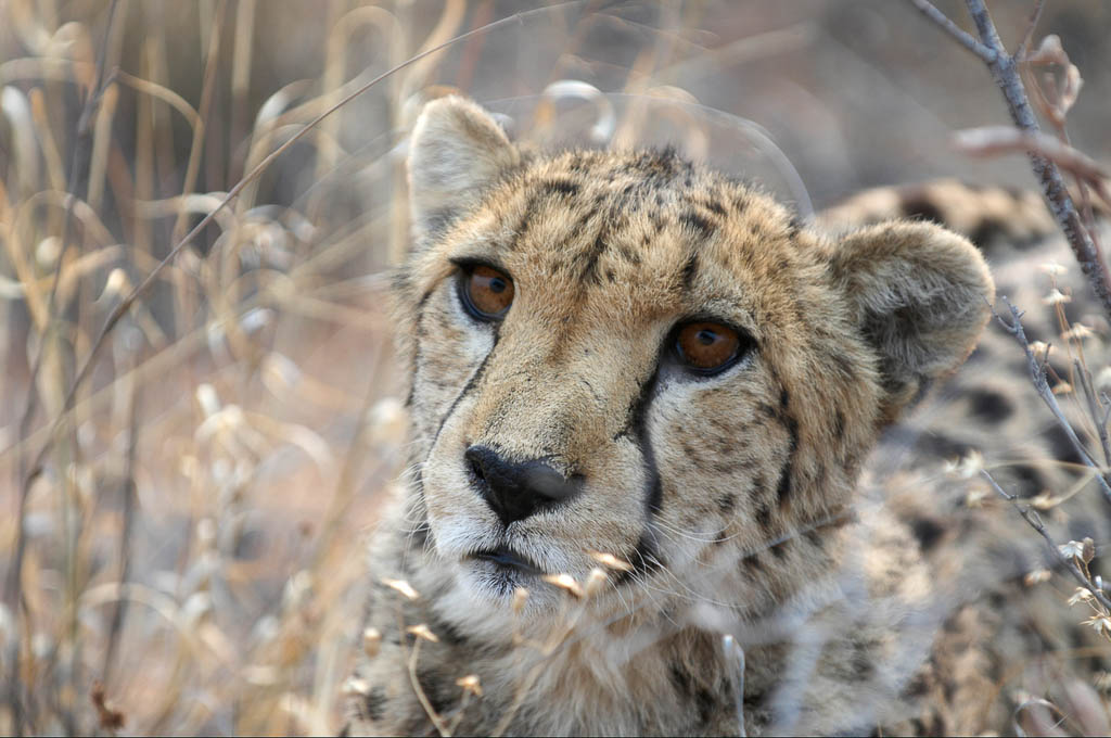 cheetah close-up