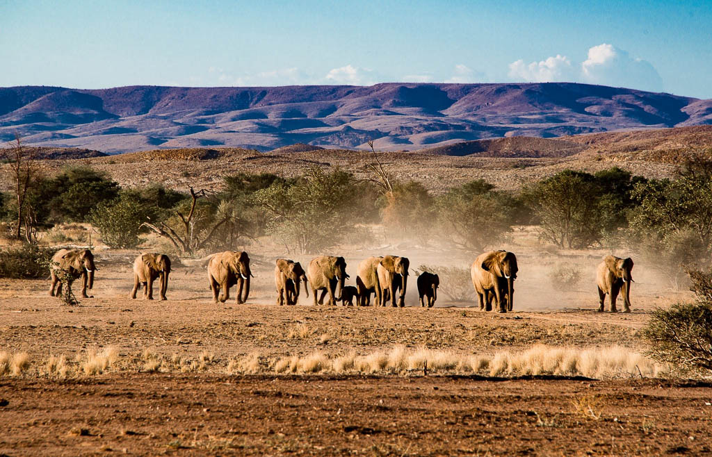 Namibia Elephant Migration Safari - Kated