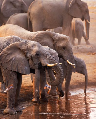 Elephant Migration Safari, Namibia