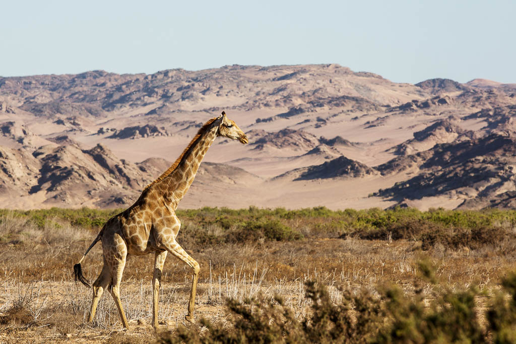 Giraffe, Hoanib Valley