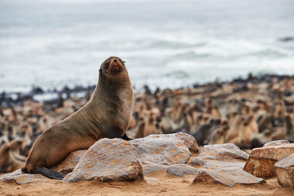 Cape Cross Seal Reserve, Skeleton Coast