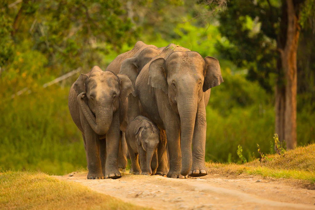Asian elephants herd with cub