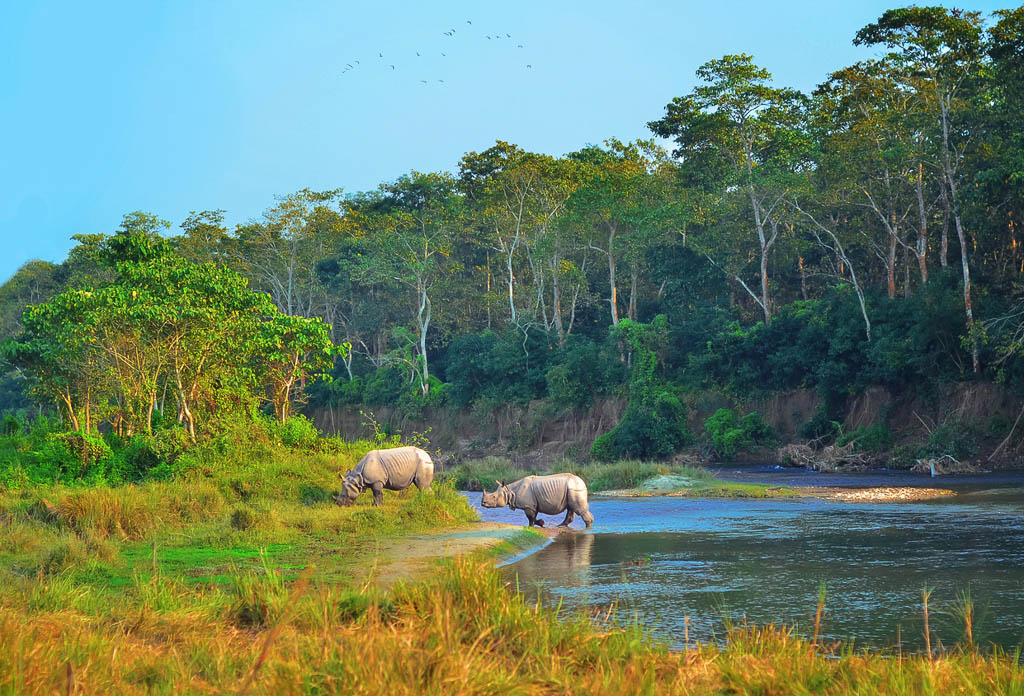 Wild landscape with asian rhinoceroses in Chitwan , Nepal