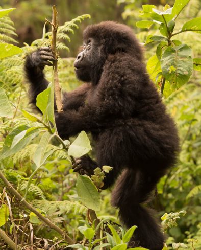 Gorilla Trekking, Virunga Volcanoes National Park